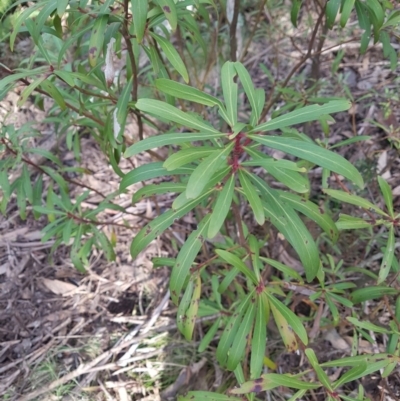 Tasmannia lanceolata (Mountain Pepper) at Mount Clear, ACT - 16 Jun 2020 by nath_kay