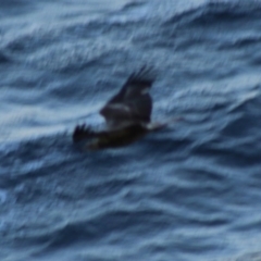 Haliaeetus leucogaster (White-bellied Sea-Eagle) at Guerilla Bay, NSW - 19 Jun 2020 by LisaH