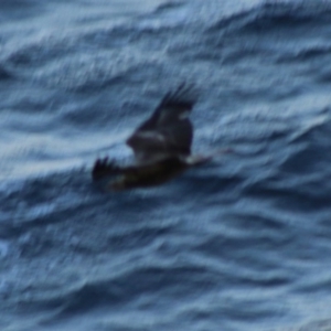 Haliaeetus leucogaster at Guerilla Bay, NSW - 19 Jun 2020 05:13 PM