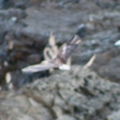 Haliaeetus leucogaster at Guerilla Bay, NSW - 19 Jun 2020 05:13 PM