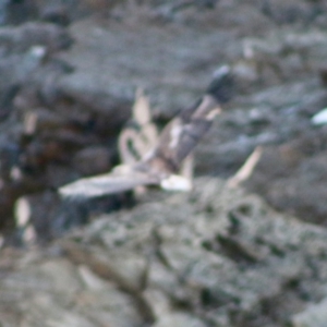 Haliaeetus leucogaster at Guerilla Bay, NSW - 19 Jun 2020 05:13 PM