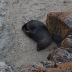 Unidentified Sea Mammal at Guerilla Bay, NSW - 19 Jun 2020 by LisaH