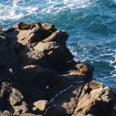 Unidentified Sea Mammal at Guerilla Bay, NSW - 19 Jun 2020 by LisaH