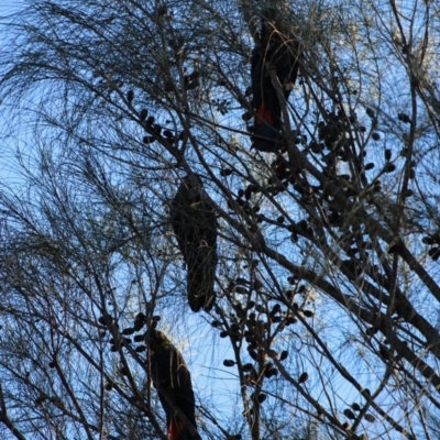 Calyptorhynchus lathami lathami (Glossy Black-Cockatoo) at Guerilla Bay, NSW - 19 Jun 2020 by LisaH