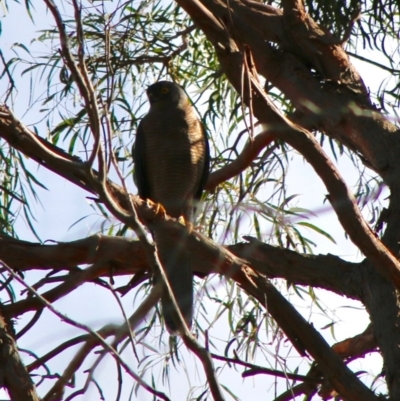 Accipiter fasciatus (Brown Goshawk) at Moruya, NSW - 19 Jun 2020 by LisaH