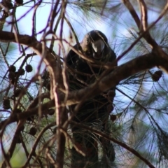 Calyptorhynchus lathami lathami (Glossy Black-Cockatoo) at Moruya, NSW - 19 Jun 2020 by LisaH