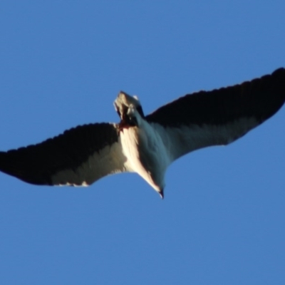Icthyophaga leucogaster (White-bellied Sea-Eagle) at Guerilla Bay, NSW - 19 Jun 2020 by LisaH