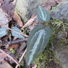 Clematis aristata (Mountain Clematis) at Tidbinbilla Nature Reserve - 19 Jun 2020 by Christine