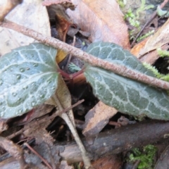 Clematis aristata at Paddys River, ACT - 19 Jun 2020