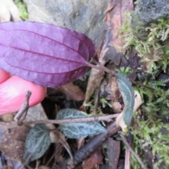 Clematis aristata at Paddys River, ACT - 19 Jun 2020