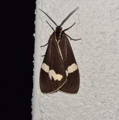 Nyctemera amicus (Senecio Moth, Magpie Moth, Cineraria Moth) at Molonglo Valley, ACT - 19 Jun 2020 by AaronClausen