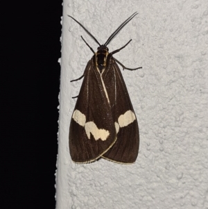 Nyctemera amicus at Molonglo Valley, ACT - 19 Jun 2020