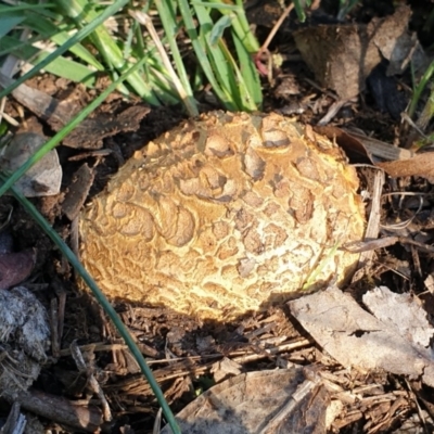 Scleroderma sp. (Scleroderma) at Dunlop, ACT - 10 May 2020 by drakes