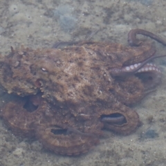 Octopus maorum at North Narooma, NSW - 19 Jun 2020 by FionaG