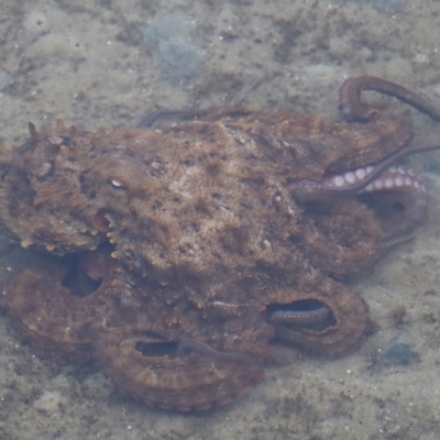 Unidentified Octopuses, Cuttlefish or Squid at North Narooma, NSW - 19 Jun 2020 by FionaG