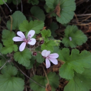 Pelargonium australe at Tuggeranong DC, ACT - 20 Feb 2020 08:17 PM