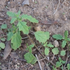 Dysphania pumilio (Small Crumbweed) at Tuggeranong DC, ACT - 20 Feb 2020 by MichaelBedingfield