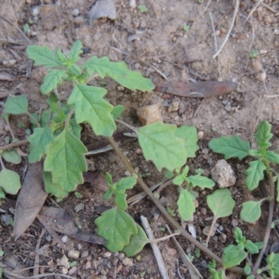 Dysphania pumilio (Small Crumbweed) at Tuggeranong DC, ACT - 20 Feb 2020 by michaelb