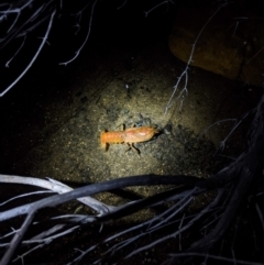 Unverified at Yadboro, NSW - 7 Jun 2020 by DonnaH