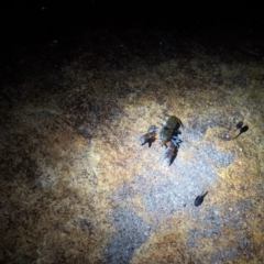 Unverified at Yadboro, NSW - 7 Jun 2020 by DonnaH