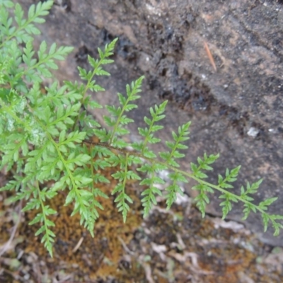 Cheilanthes austrotenuifolia (Rock Fern) at Tuggeranong DC, ACT - 20 Feb 2020 by michaelb