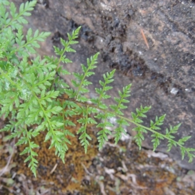 Cheilanthes austrotenuifolia (Rock Fern) at Tuggeranong DC, ACT - 20 Feb 2020 by MichaelBedingfield