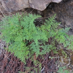 Cheilanthes austrotenuifolia at Tuggeranong DC, ACT - 20 Feb 2020