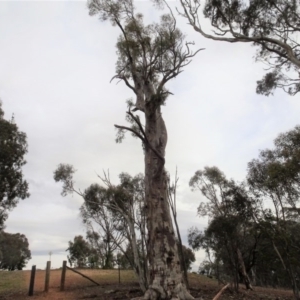 Eucalyptus rossii at Mount Ainslie to Black Mountain - 13 Jun 2020 02:51 PM