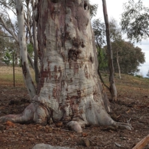 Eucalyptus rossii at Mount Ainslie to Black Mountain - 13 Jun 2020 02:51 PM