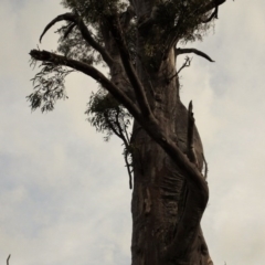 Eucalyptus rossii at Mount Ainslie to Black Mountain - 13 Jun 2020 02:51 PM