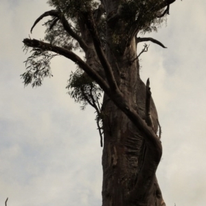 Eucalyptus rossii at Mount Ainslie to Black Mountain - 13 Jun 2020 02:51 PM