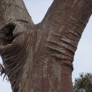 Eucalyptus rossii at Mount Ainslie to Black Mountain - 13 Jun 2020 02:51 PM