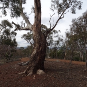 Eucalyptus melliodora at Campbell, ACT - 13 Jun 2020