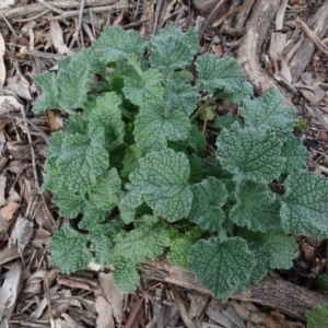 Marrubium vulgare at Campbell, ACT - 13 Jun 2020