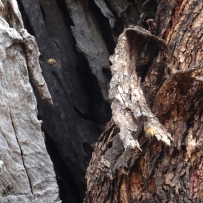 Apis mellifera (European honey bee) at Mount Ainslie to Black Mountain - 13 Jun 2020 by AndyRussell