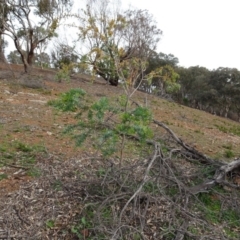 Acacia baileyana (Cootamundra Wattle, Golden Mimosa) at Mount Ainslie to Black Mountain - 13 Jun 2020 by AndyRussell