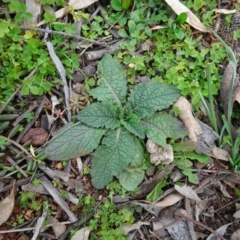 Salvia verbenaca var. verbenaca (Wild Sage) at Mount Pleasant - 13 Jun 2020 by AndyRussell