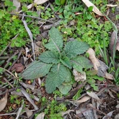 Salvia verbenaca var. verbenaca (Wild Sage) at Mount Pleasant - 13 Jun 2020 by AndyRussell