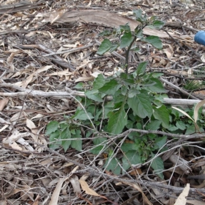 Solanum nigrum (Black Nightshade) at Campbell, ACT - 13 Jun 2020 by AndyRussell