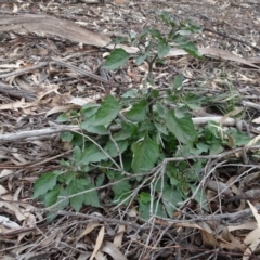 Solanum nigrum at Campbell, ACT - 13 Jun 2020 03:16 PM