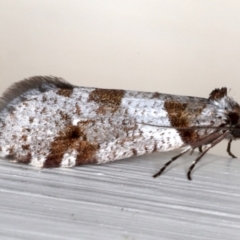 Lepidoscia heliochares (Lepidoscia heliochares) at Ainslie, ACT - 19 Jun 2020 by jb2602