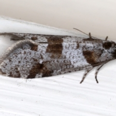 Lepidoscia heliochares at Ainslie, ACT - 19 Jun 2020