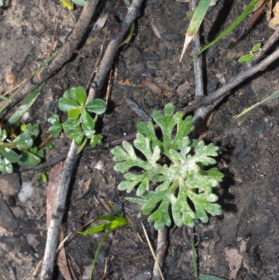 Actinotus helianthi (Flannel Flower) at Moollattoo, NSW - 18 Jun 2020 by plants