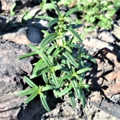 Prostanthera tallowa (A mint bush) at Moollattoo, NSW - 18 Jun 2020 by plants