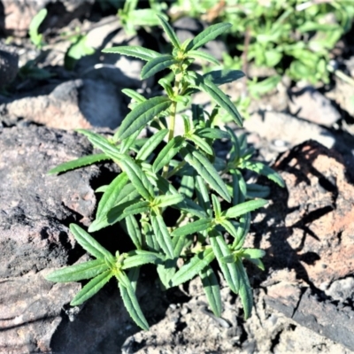 Prostanthera tallowa (A mint bush) at Moollattoo, NSW - 18 Jun 2020 by plants