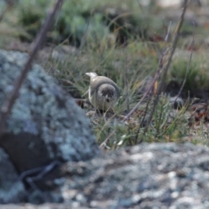 Acanthiza reguloides at Googong, NSW - 18 Jun 2020