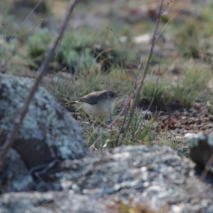 Acanthiza reguloides at Googong, NSW - 18 Jun 2020