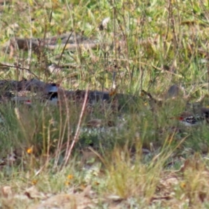 Stagonopleura guttata at Googong, NSW - 18 Jun 2020