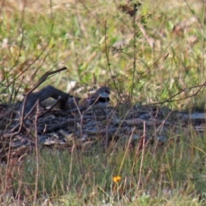 Stagonopleura guttata at Googong, NSW - 18 Jun 2020