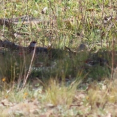 Stagonopleura guttata at Googong, NSW - 18 Jun 2020